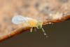 Metaphycus sp.